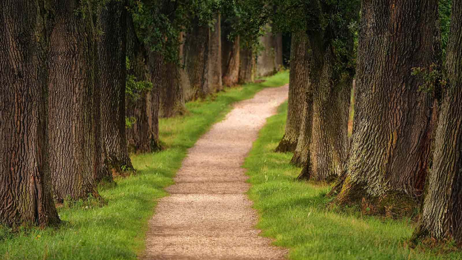 Waldweg